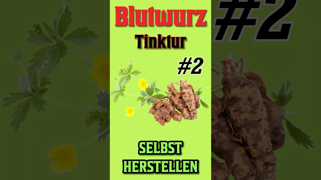 Blutwurz Tinktur Anwendungen
