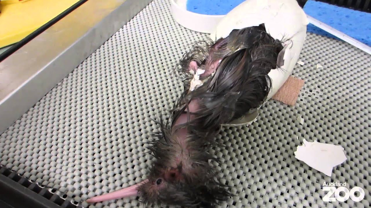 Kiwi chick hatches at Auckland Zoo