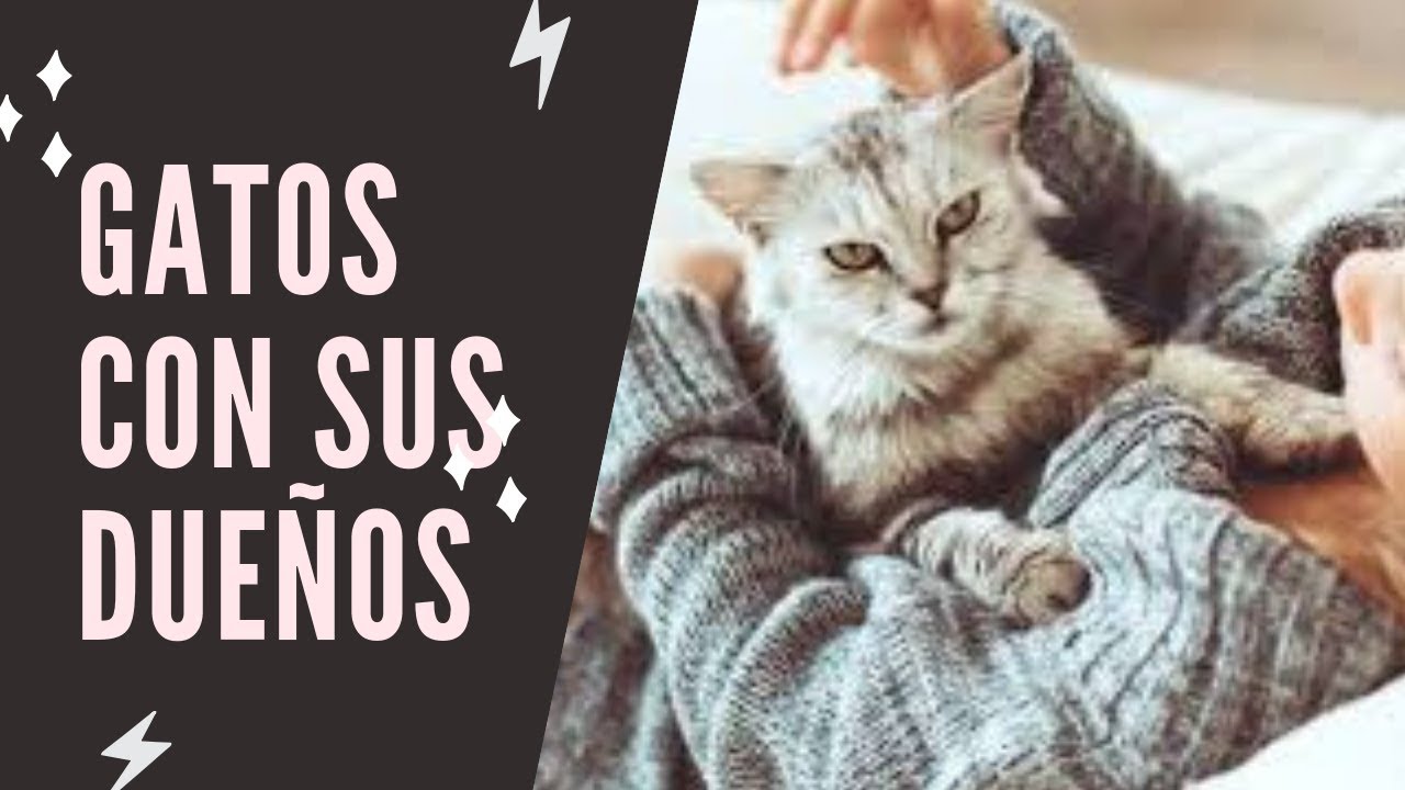 GATOS PROTEGIENDO A SUS DUEÑOS / CELOSOS Y AMOROSOS I CATS FUNNY