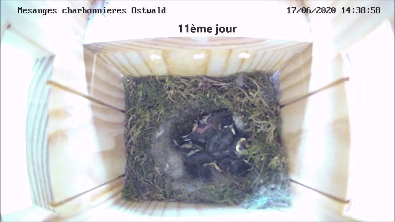 Croissance des oisillons en TimeLaps 9-20 jours - 26/06/2020 - Les Mésanges Charbonnières d'Ostwald