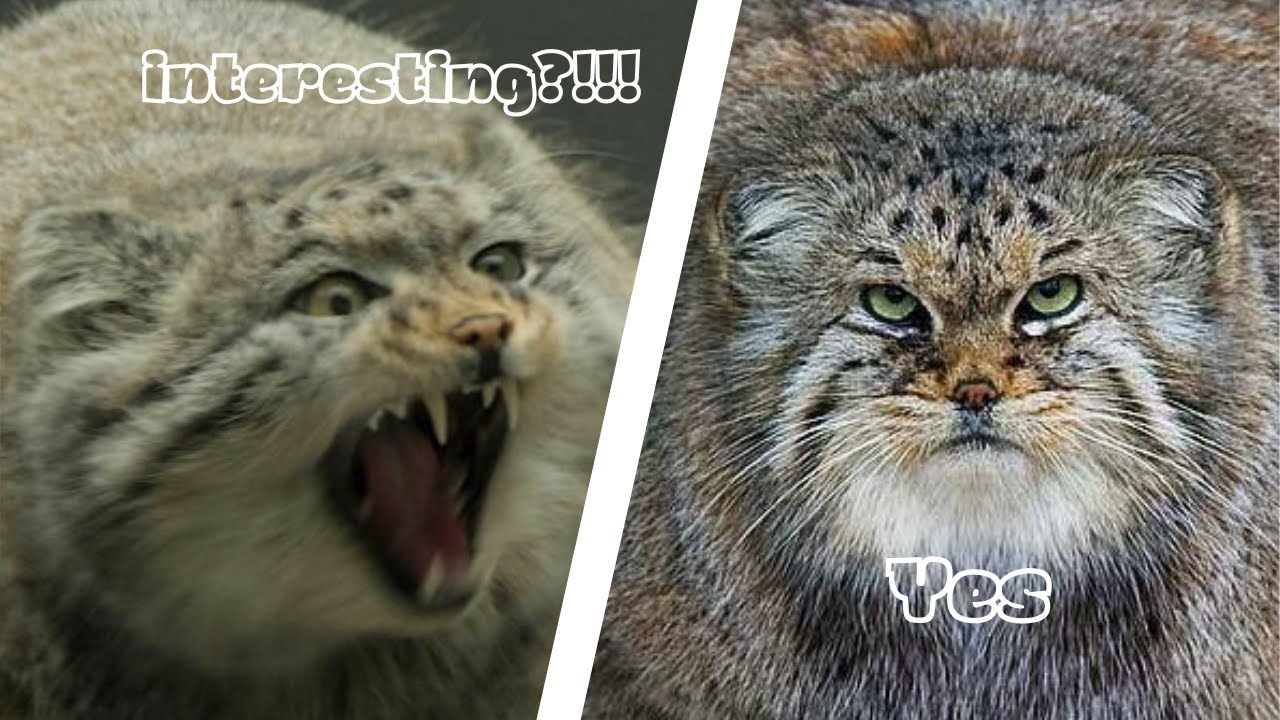 Pallas' cat facts time