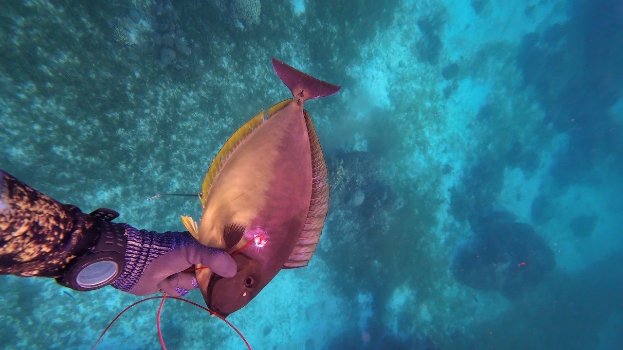 Full House! | Sleeky Sleeks! | Spear Fishing Panglao Bohol!