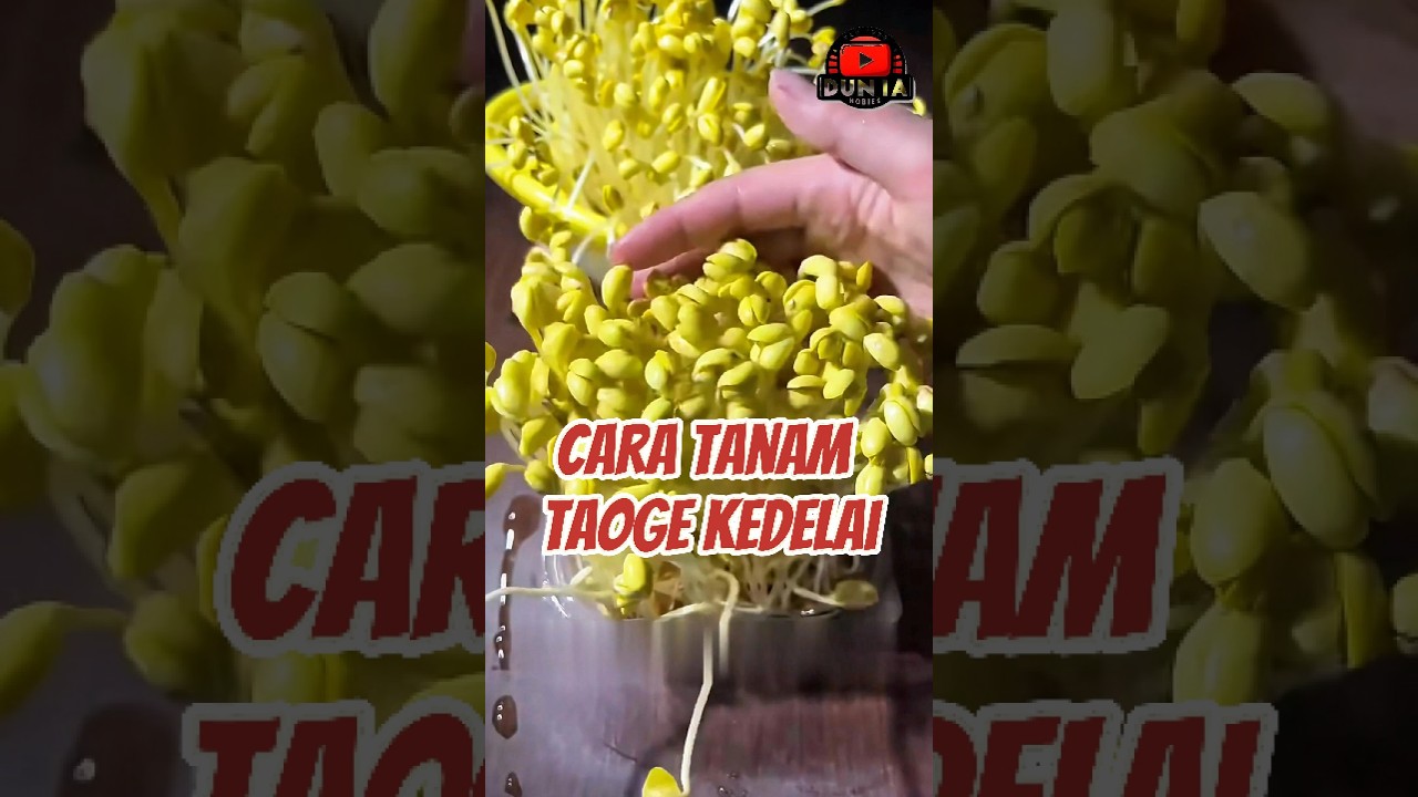 Cara Tanam Taoge Kedelai
