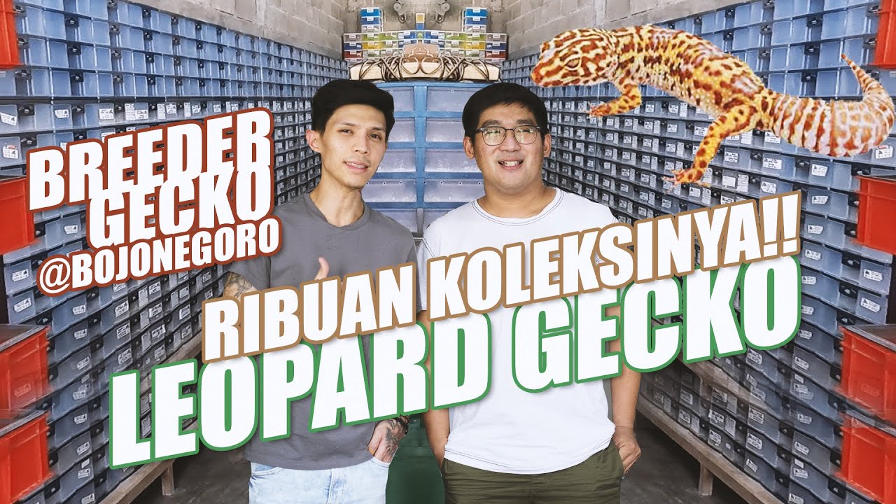 RAJA GECKO BOJONEGORO!!!!!MASIH MUDA SUKSES DI BISNIS REPTILES ...WELCOME TO THEO REPTILES..