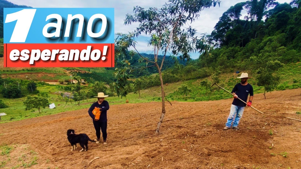 CHEGOU A HORA! O plantio mais esperado. Capim Vaquero por sementes!
