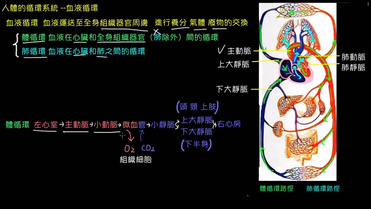 人體的循環系統--血液循環