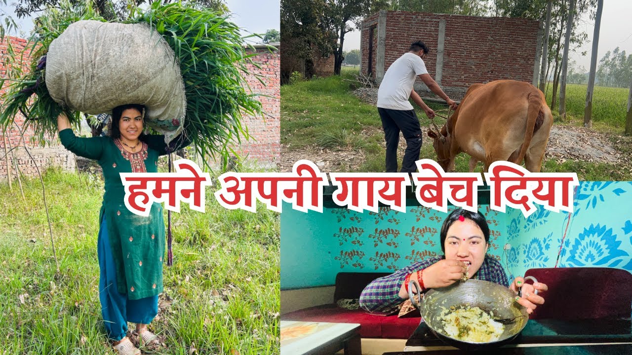हमने अपनी गाय बेच दिया आज 