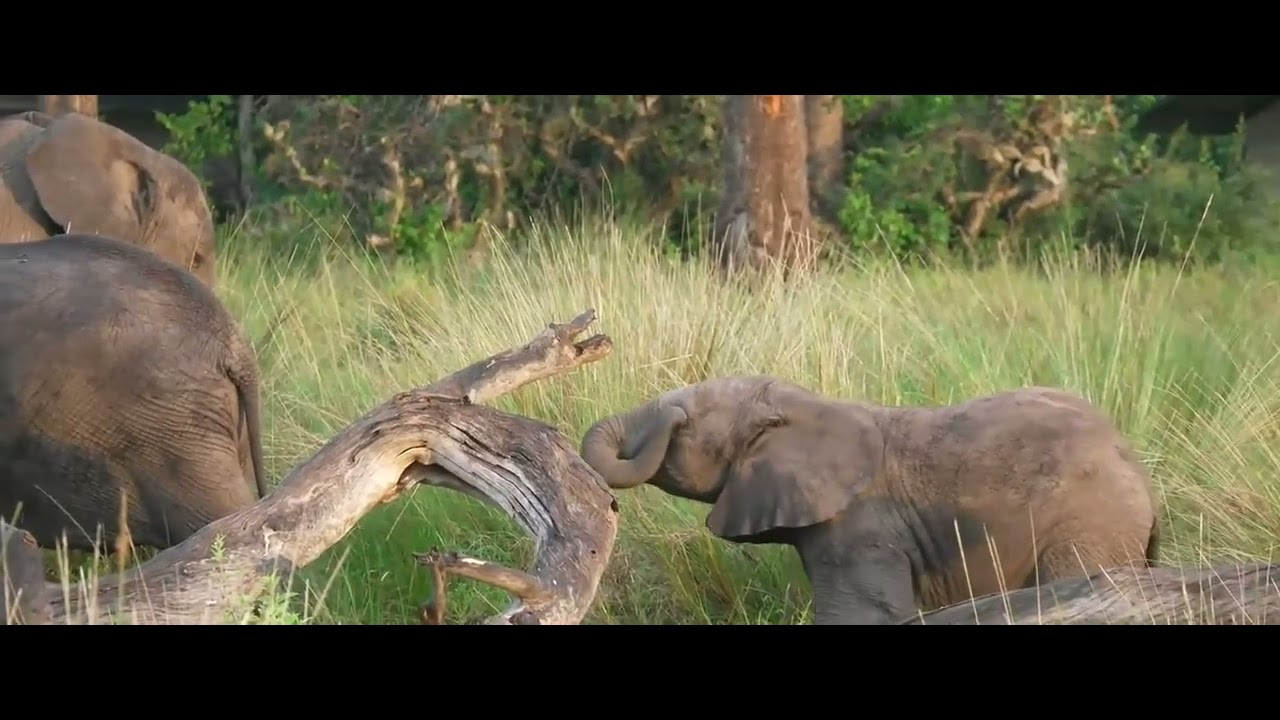 Young elephant stepping over fallen tree