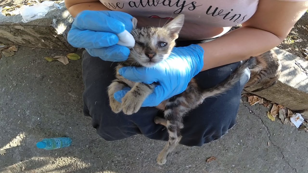 ⛑ We are Helping to Starving Stray Cats ⛑
