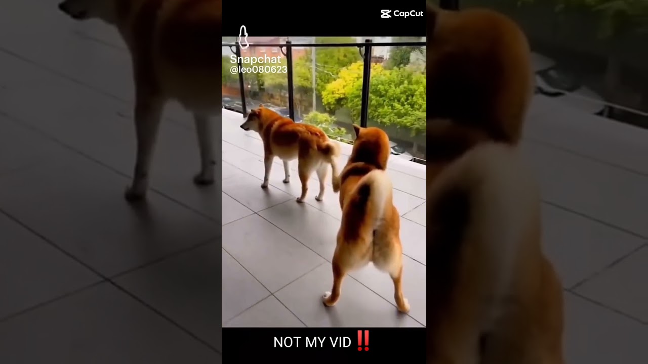 bêtisier animaux droles