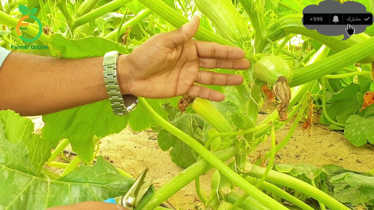 طريقة تقليم وتربية نباتات الكوسة How to prune and grow zucchini plants