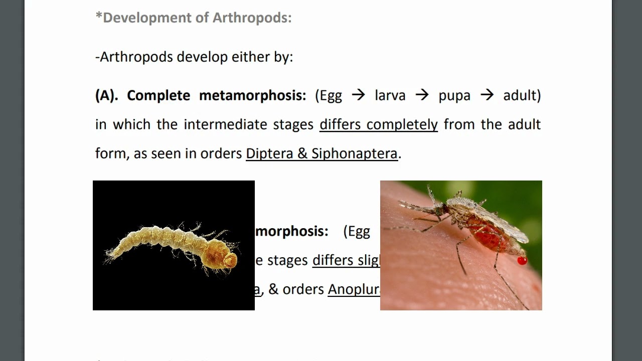 - Introduction to medical entomology- Myiasis (larva infestation)