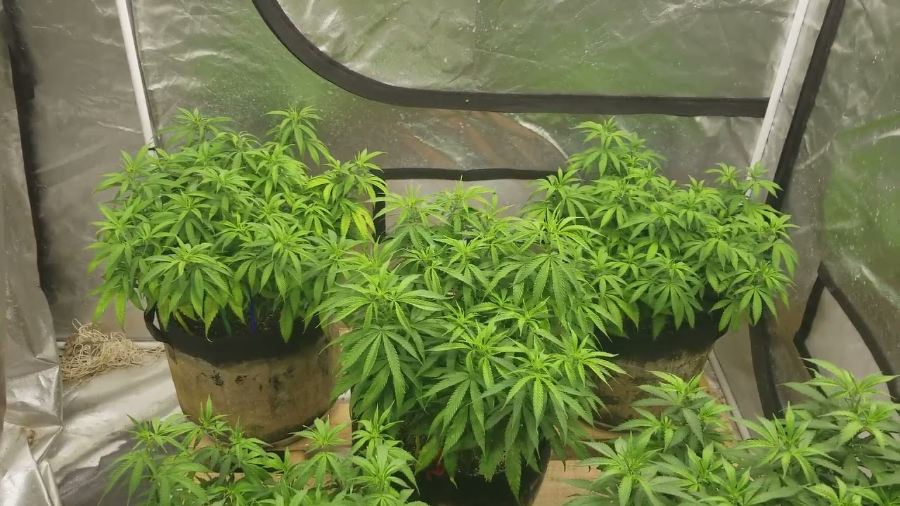 New Cannabis Strain 2021 Auri-(Big bud x Lsd) Week 8 of veg