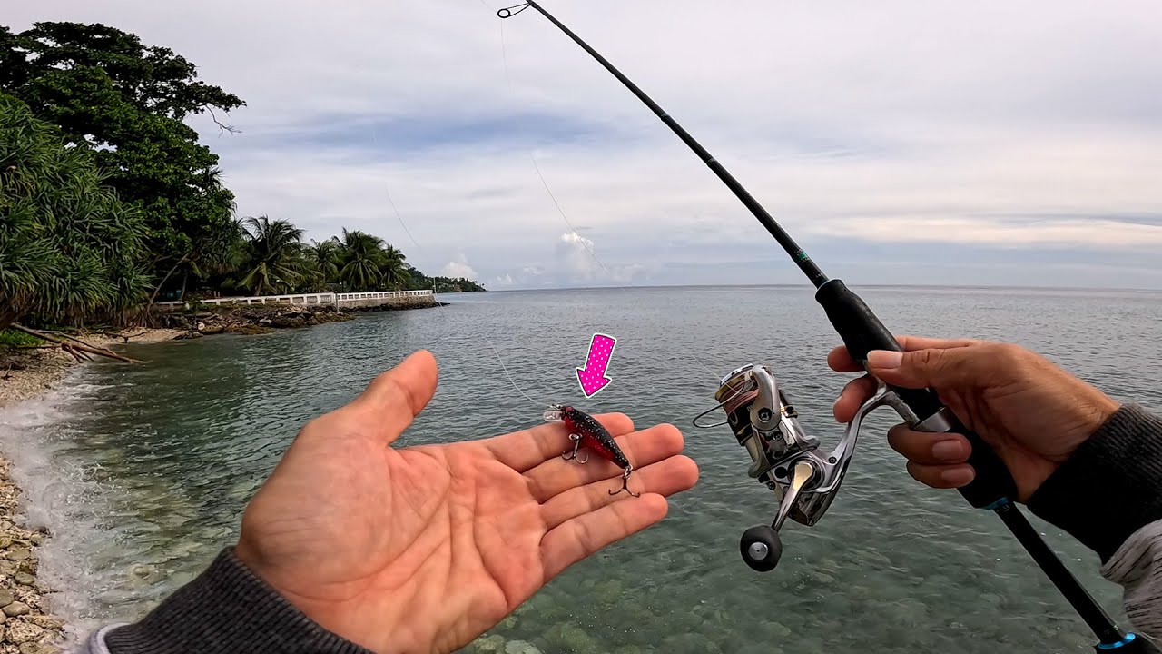 Here FISHING can catch black snapper or GROUPER, maybe on shallow reefs