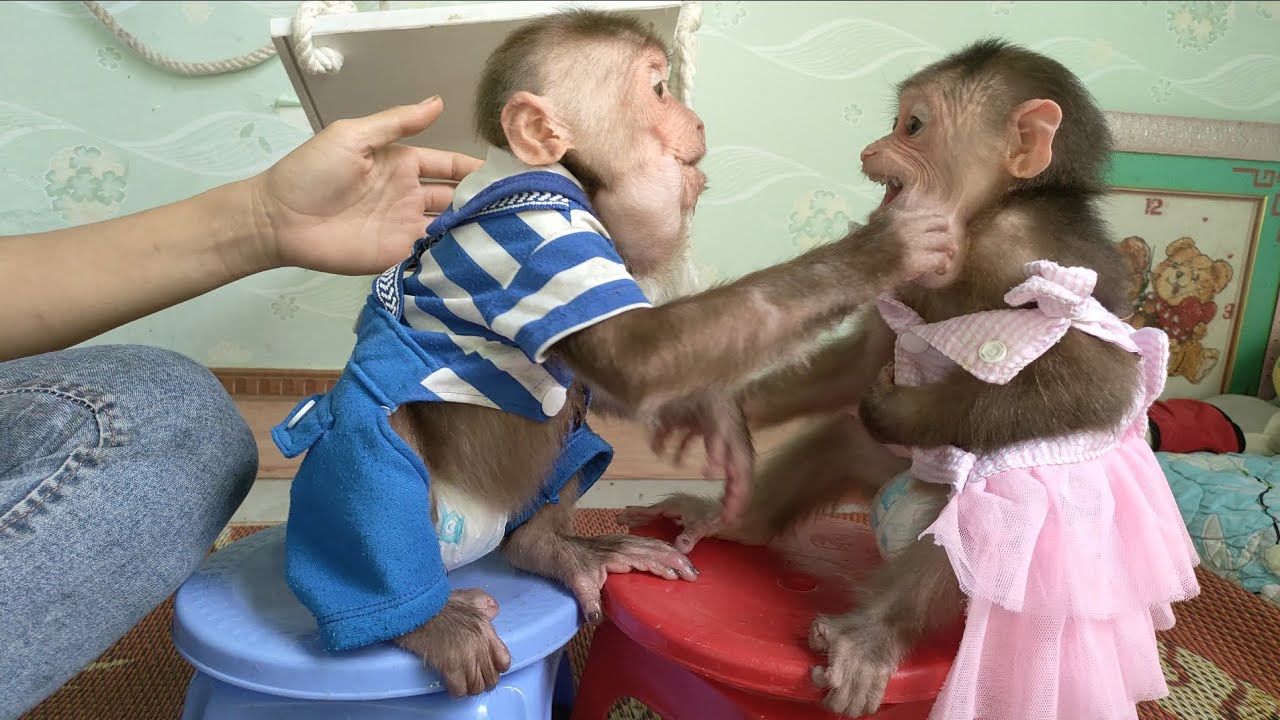 Мими спровоцировала кражу фруктов, что разозлило Куку.