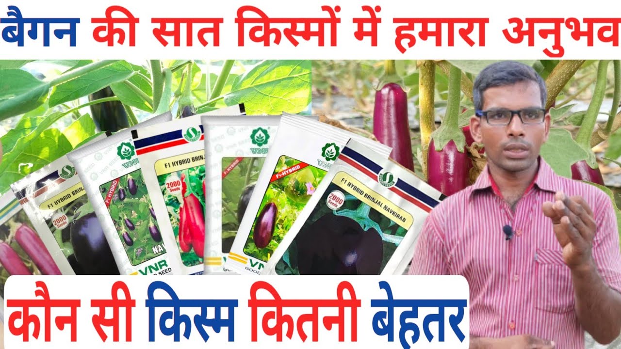 बैंगन की कौनसी किस्म का कितना उत्पादन है / Baigan ki top variety / Green Farm