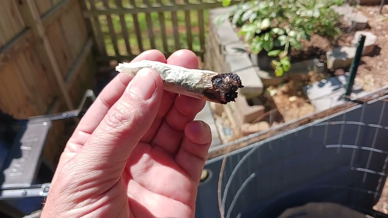 Weed Review #125 Dragon Berries