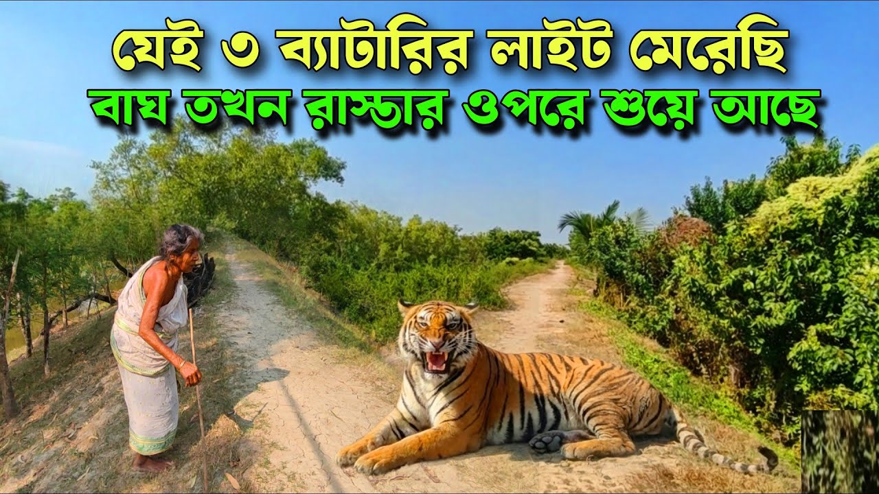 যেই লাইট মেরেছি, বাঘ তখন রাস্তার উপর শুয়ে আছে🐅//tiger attack in sundarban//sundarban tour 2025