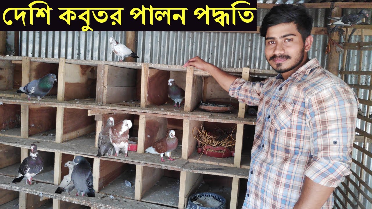 ফ্রী কবুতর পেয়ে কিভাবে খামার শুরু করলাম আমি নিজে।Deshe Pigon farming