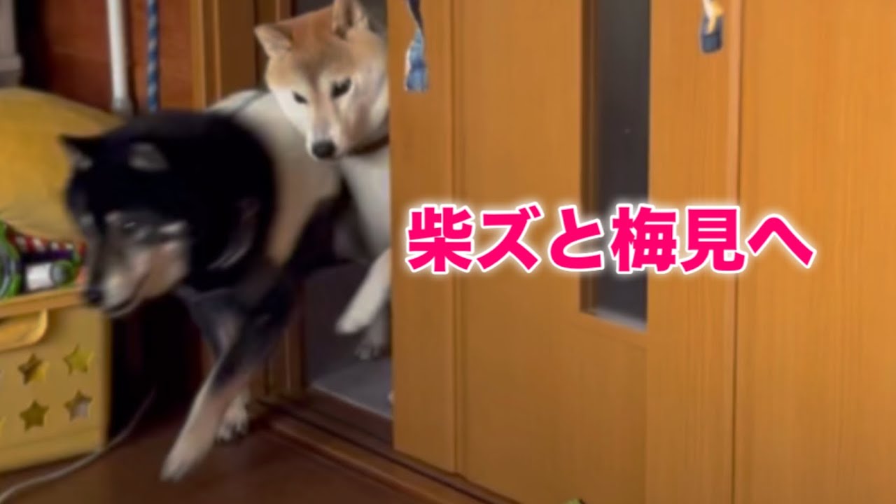 【柴犬のいる暮らし】梅見・道の駅・料理。お休み母ちゃんのドタバタな一日を、柴ズが可愛く締めくくってくれました。