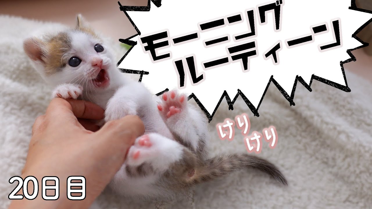 【２０日目】ぐんぞーのモーニングルーティーン【ぐんぞー日記】