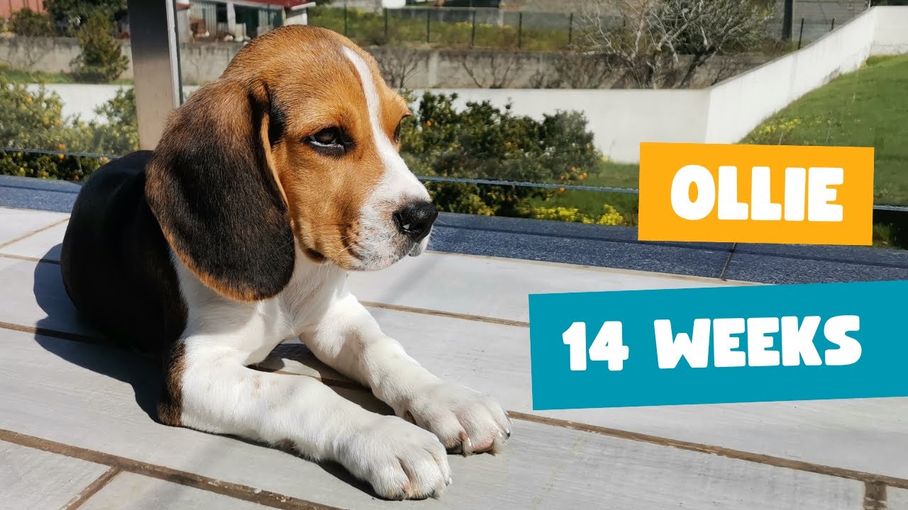 Cute beagle puppy (14 weeks old) - A lot of curiosity!