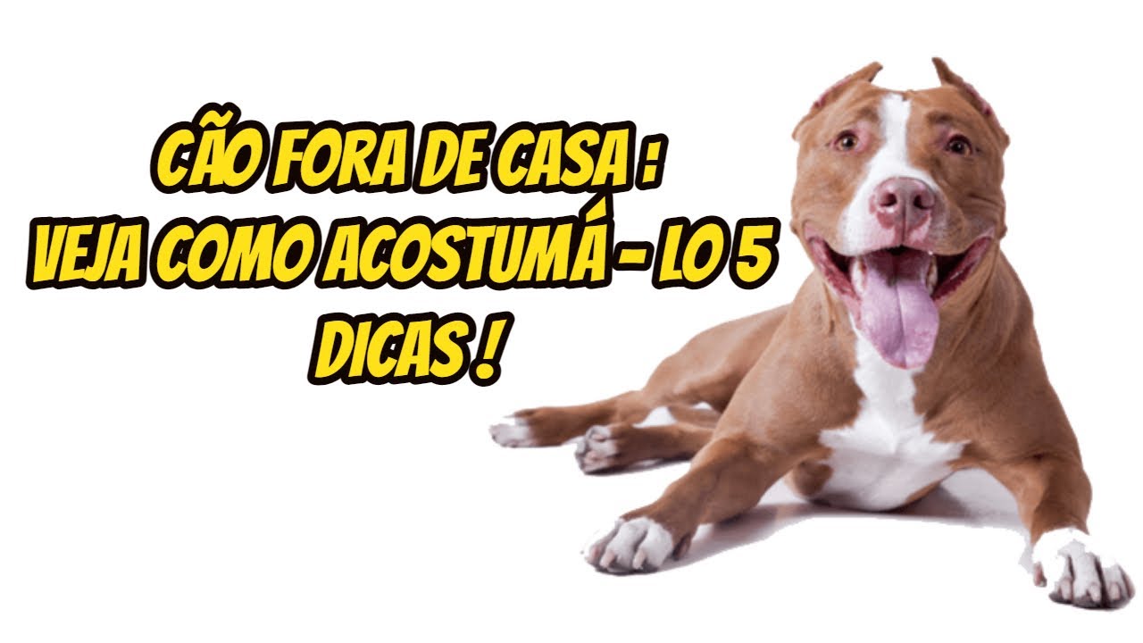 Como Acostumar o C&atilde;o a Ficar Fora de Casa? 5 Dicas Incr&iacute;veis!