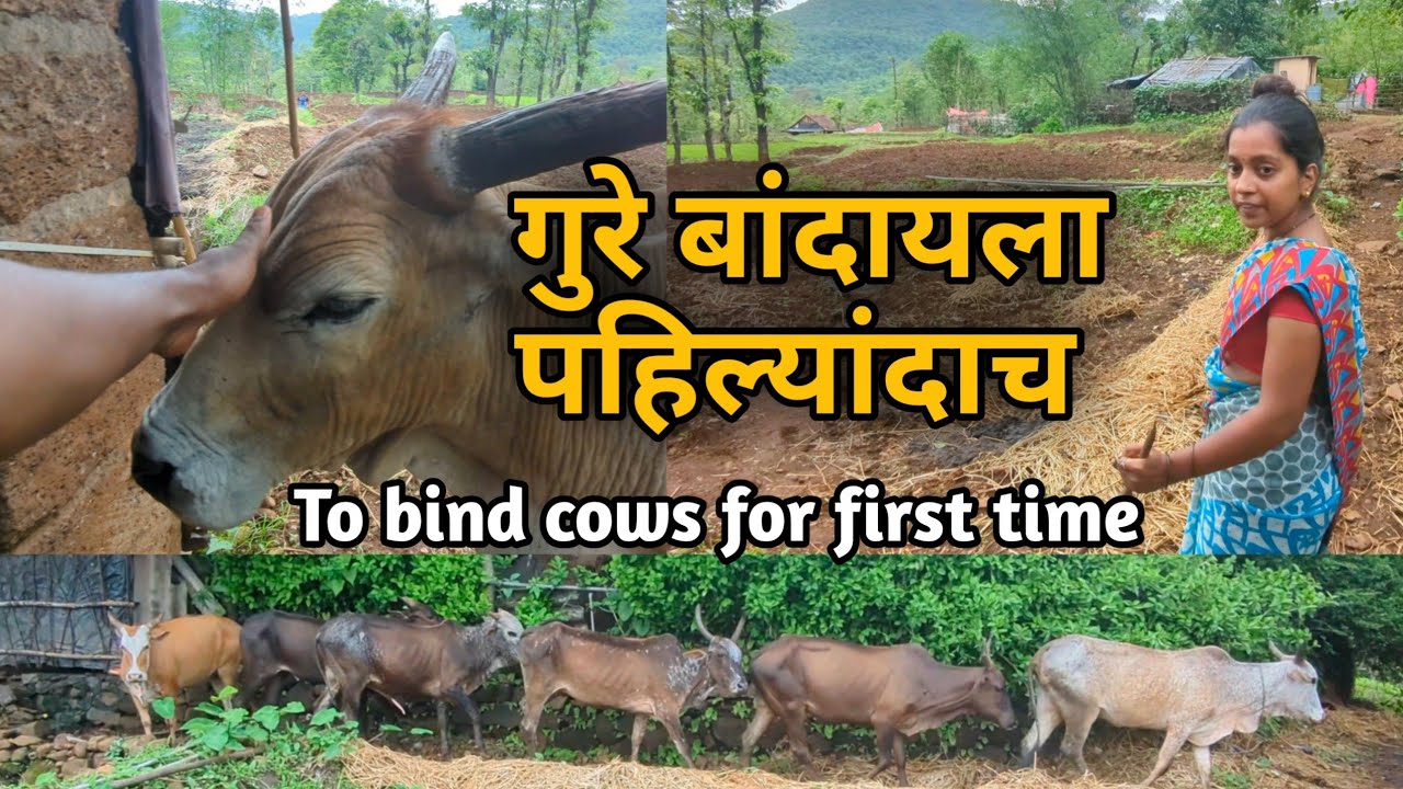 पहिल्यांदा गुरे बांदायला वाड्यात | Village life | Kokan | Nature | cow and Bull | Beutifull life