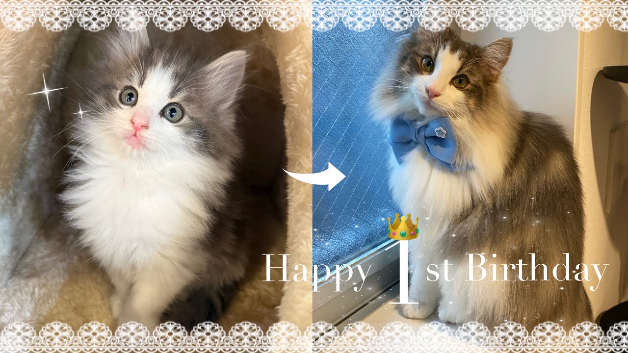 【㊗️1歳記念動画】これまでの成長を振り返る🐈🌱