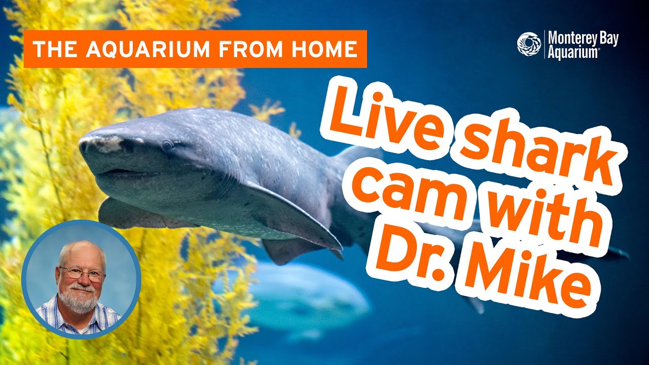 Live chat with Dr. Mike the Aquarium Veterinarian and the Shark Cam! | The Aquarium From Home