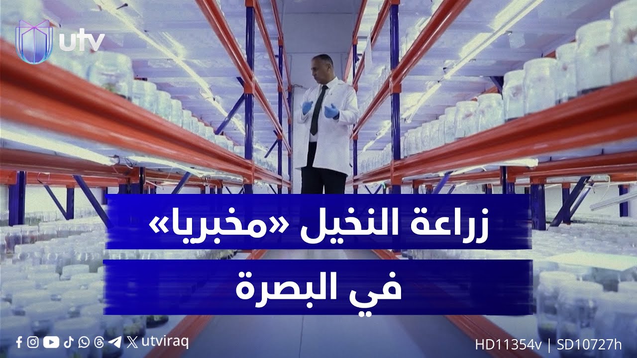 البصرة تواجه الملوحة وارتفاع الحرارة بزراعة النخيل «مخبريا».. تجربة تعيد الحياة إلى بساتين النخيل