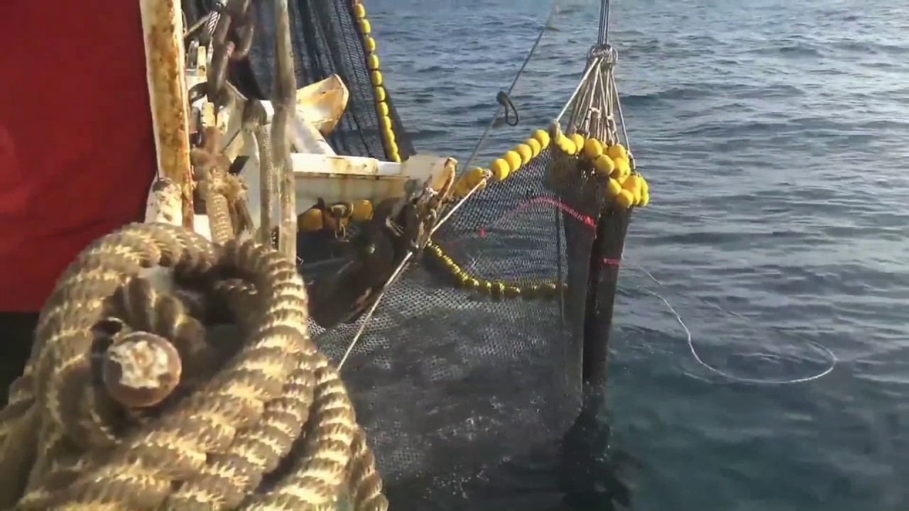 tuna purse seine