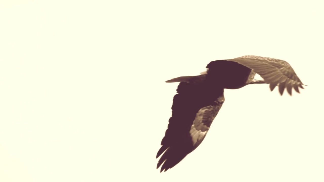 SEHAN - YDMAG