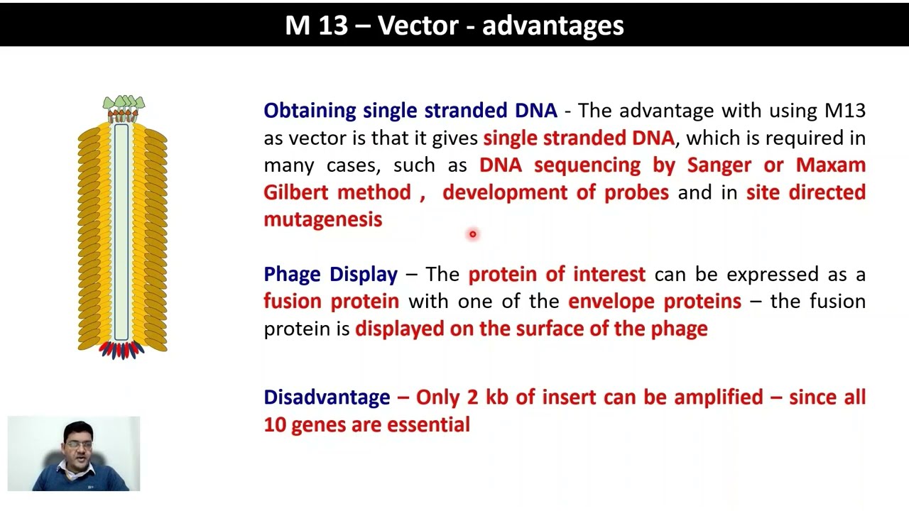 GE7 - Phage Vectors  - M13,  #PhageDisplay #Phasmids #Cosmids