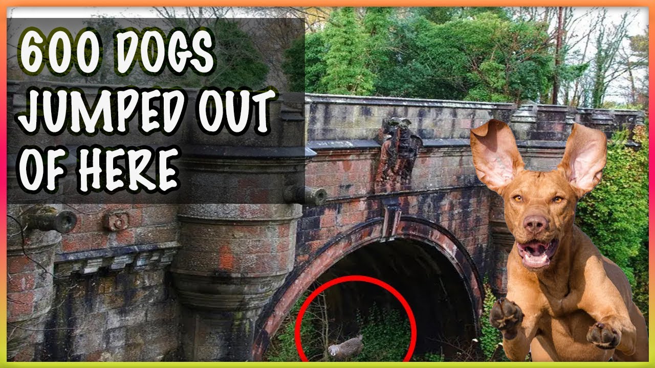 600 dogs committed suicide here! So what's the secret of the Bridge?