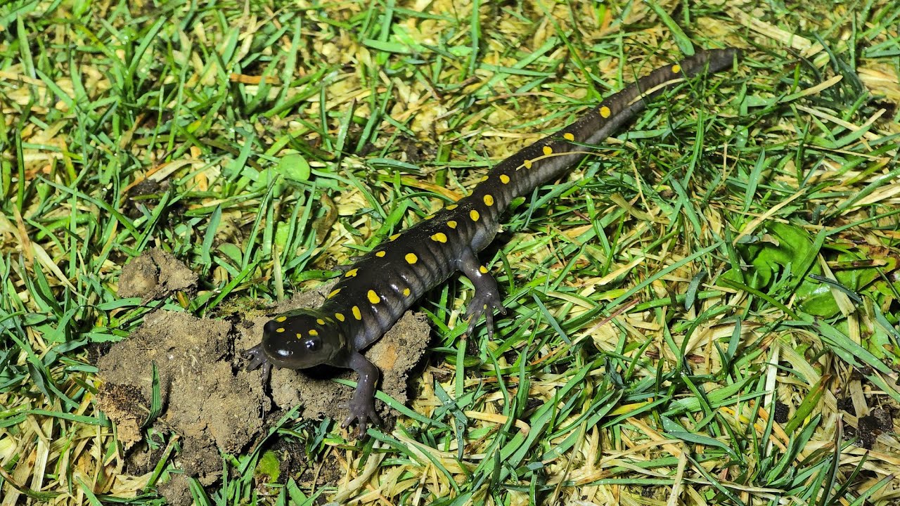 Lots Of Salamanders And Frogs, Mating Season Is Here