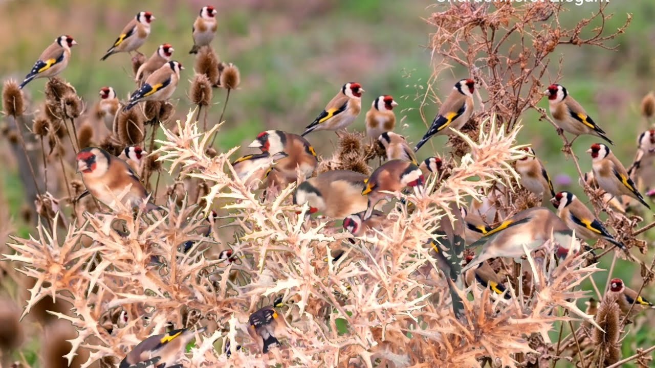 بتبتة حسون الشوك تحفيز الحسون على التغريد والهيجان علاج صمت الحسون goldfinch stimulation #birds 