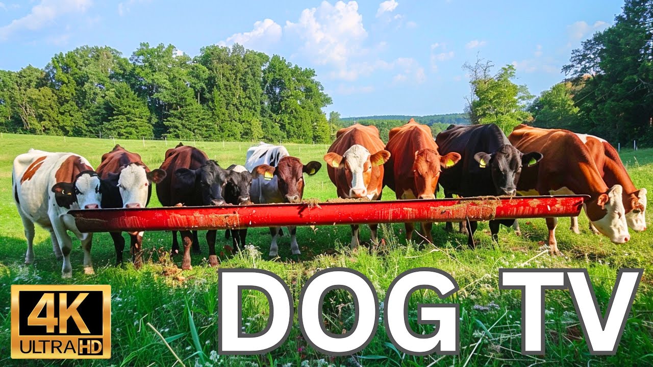 TV for Dogs (A Day in The Life of a Dairy Cow🐄Nature Sounds🌾Relaxing) - Prevents Separation Anxiety