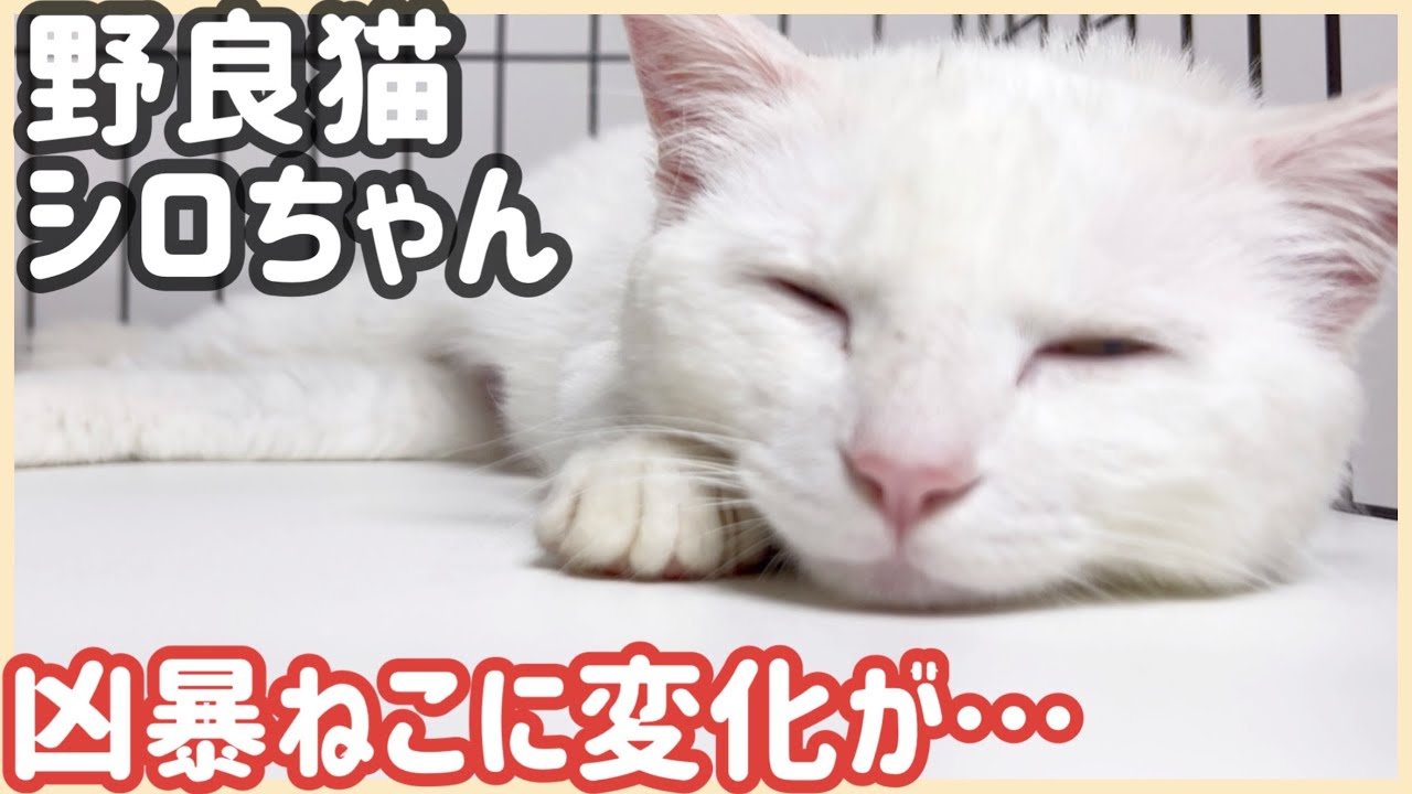 保護して2週間であの凶暴猫に変化が…