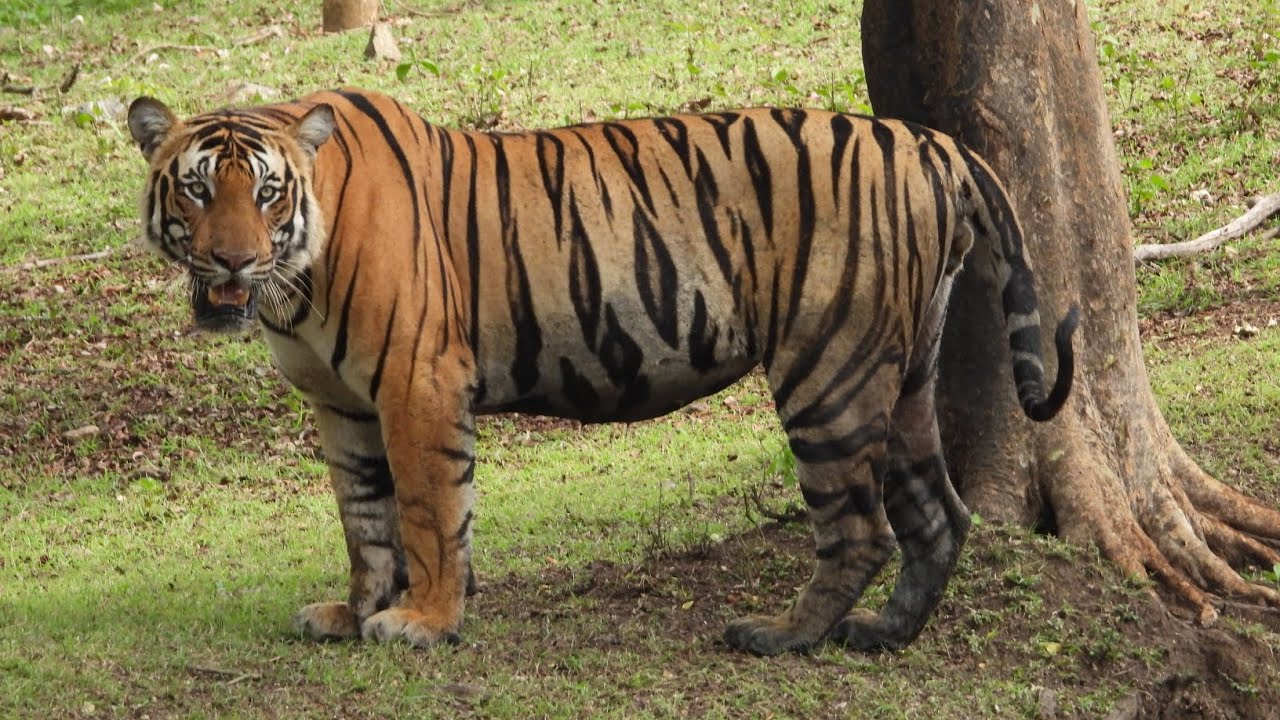 Kabini Forest Safari    