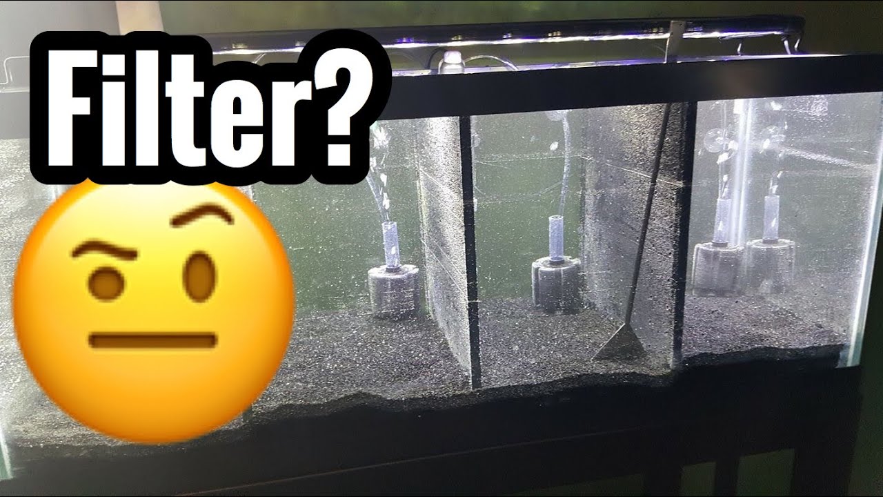 Filter for Fry Tank? Best for Baby Fish?