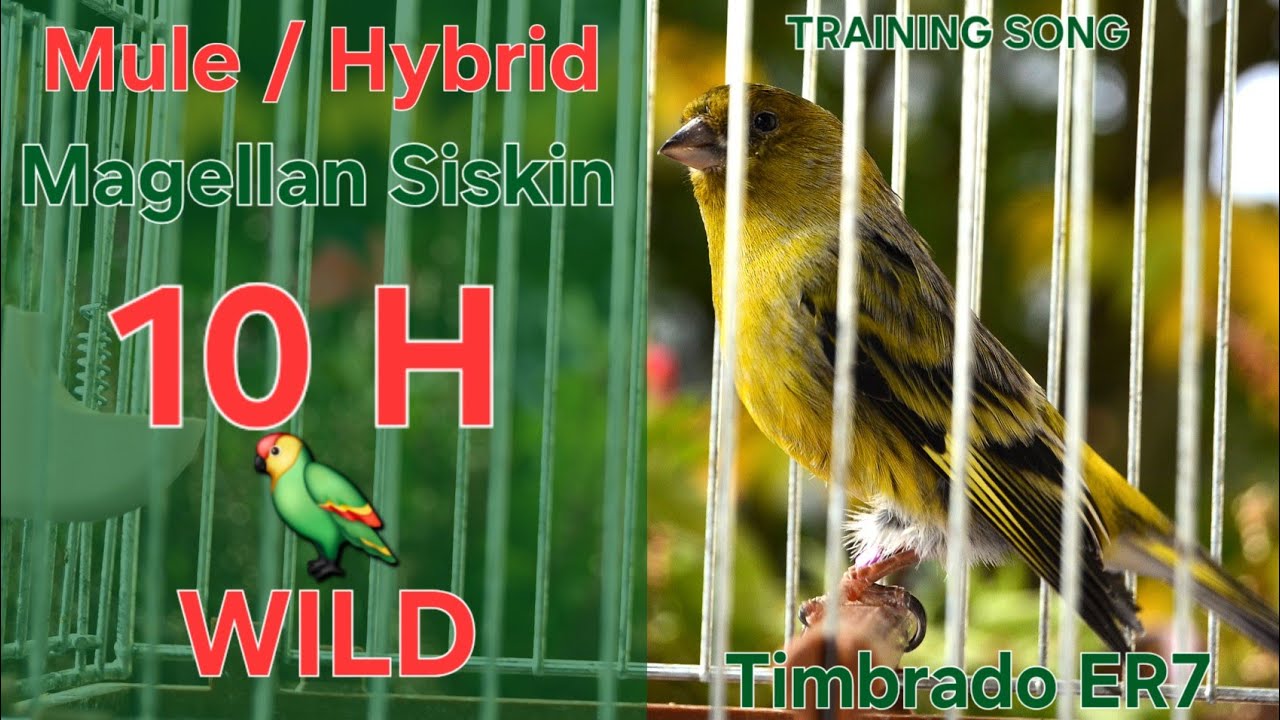 Hybrid 🦜 - Mule - Canary Training Song - 10 H - Magellan Siskin x Timbrado Espa&ntilde;ol Mixto