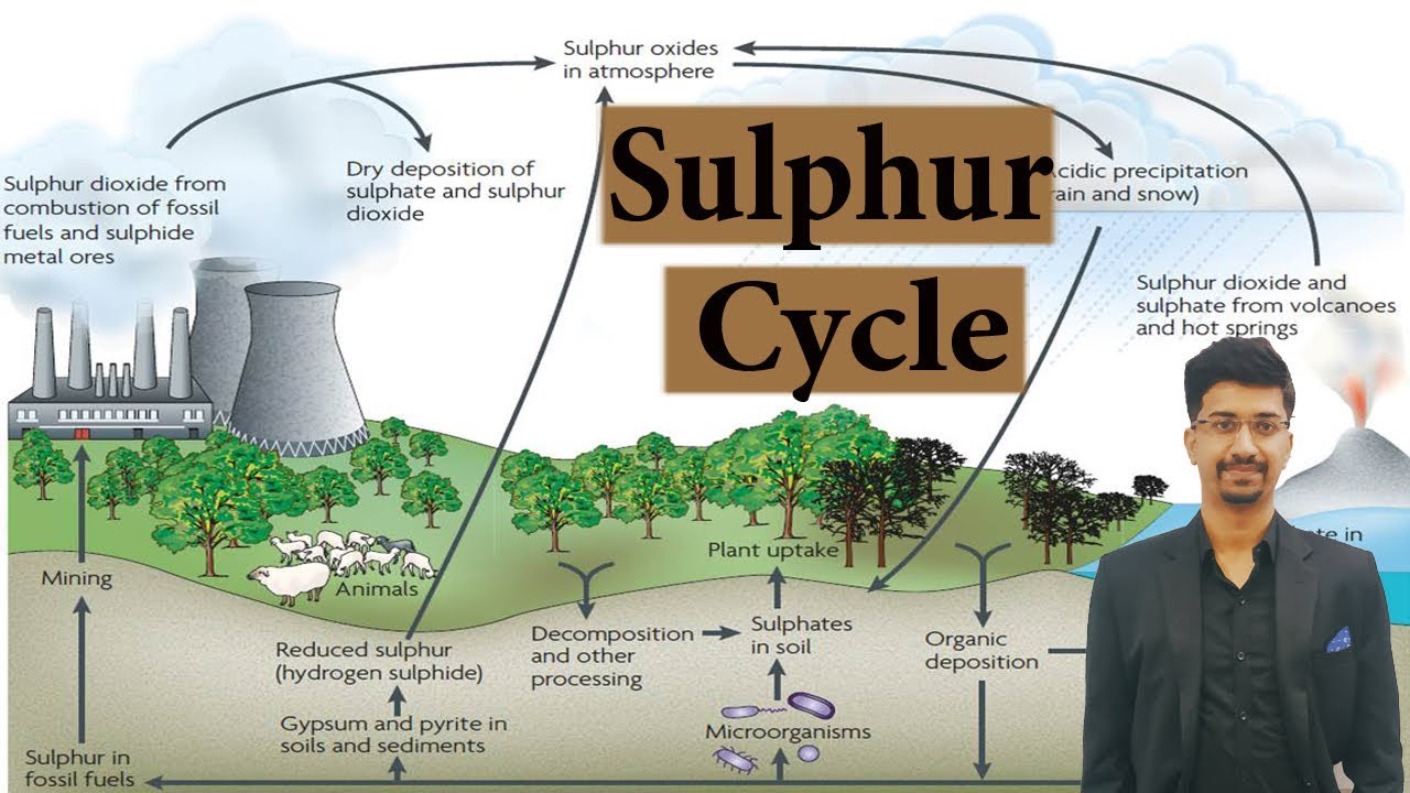 Sulphur cycle | Environment & Ecology