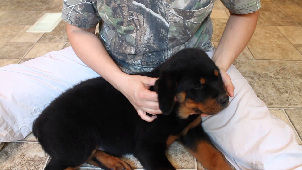 Tape Rottweiler puppy ear, Puppy Ear Taping - How to Tape your Rottweilers puppies ears