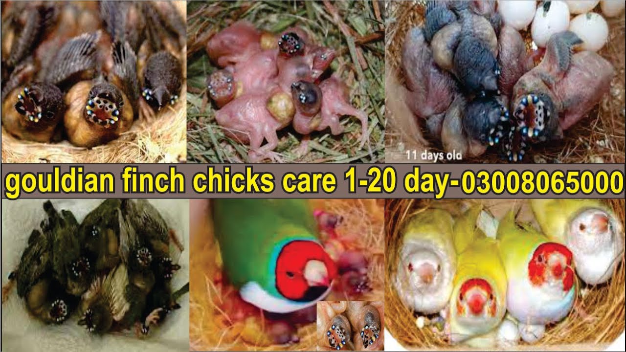 Gouldian finch Chicks care 1-20 day-Chicks Care After Hatching(Diet, Soft Food, Medicine)Information