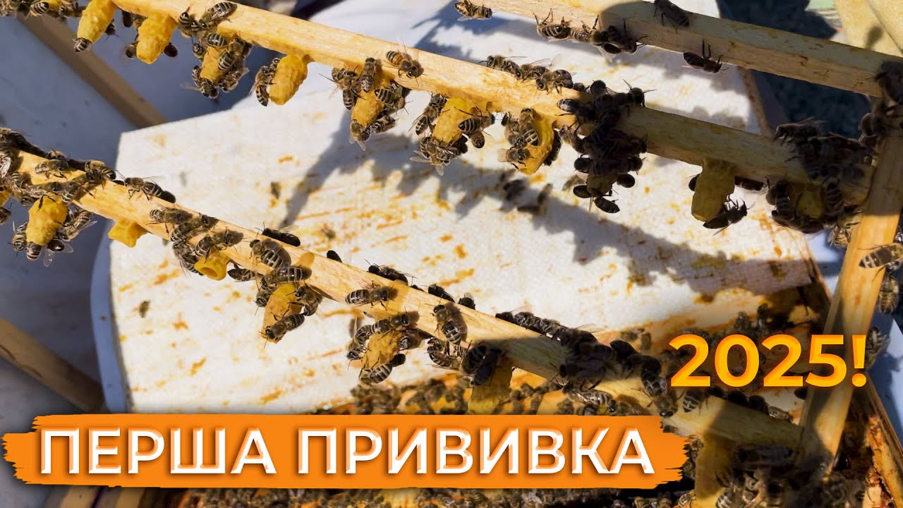 Прийом маточників першої прививки 2025! Результат.