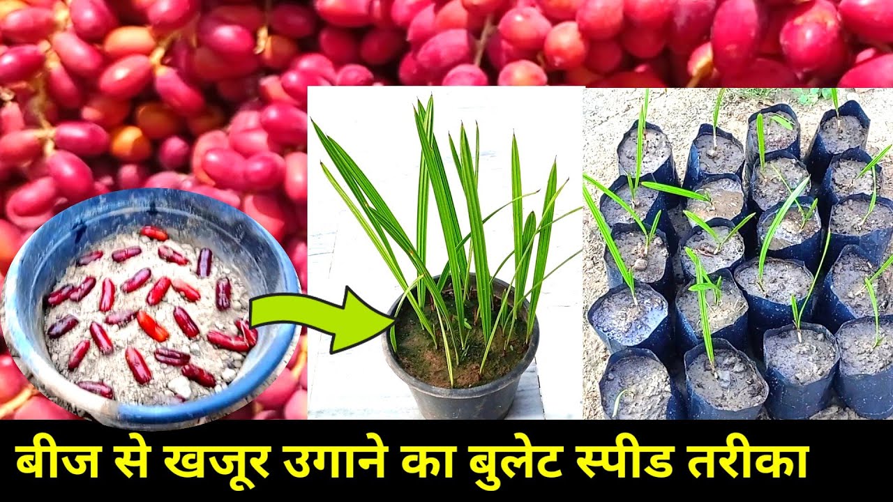 बीज से खजूर को कैसे उगाएं लगाएं। हाउ टु ग्रो डेट प्लांट बाय सीड एट होम। पेड़ पौधा
