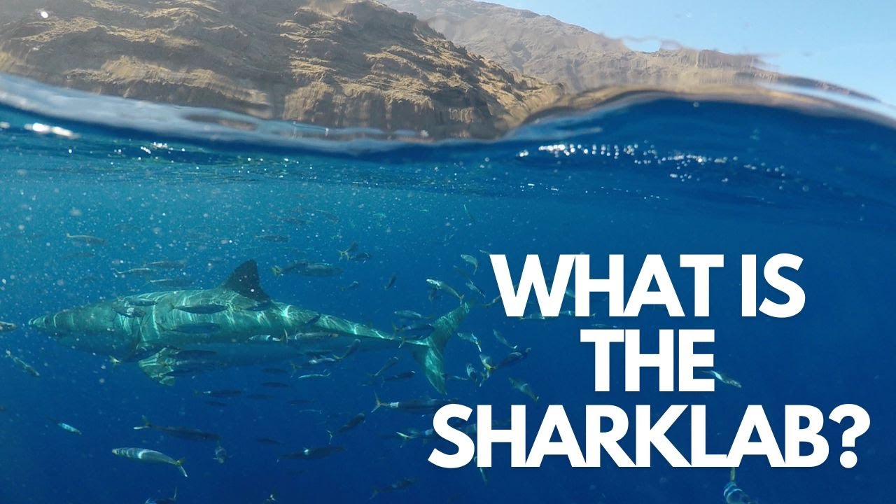 What is the CSULB Shark Lab?