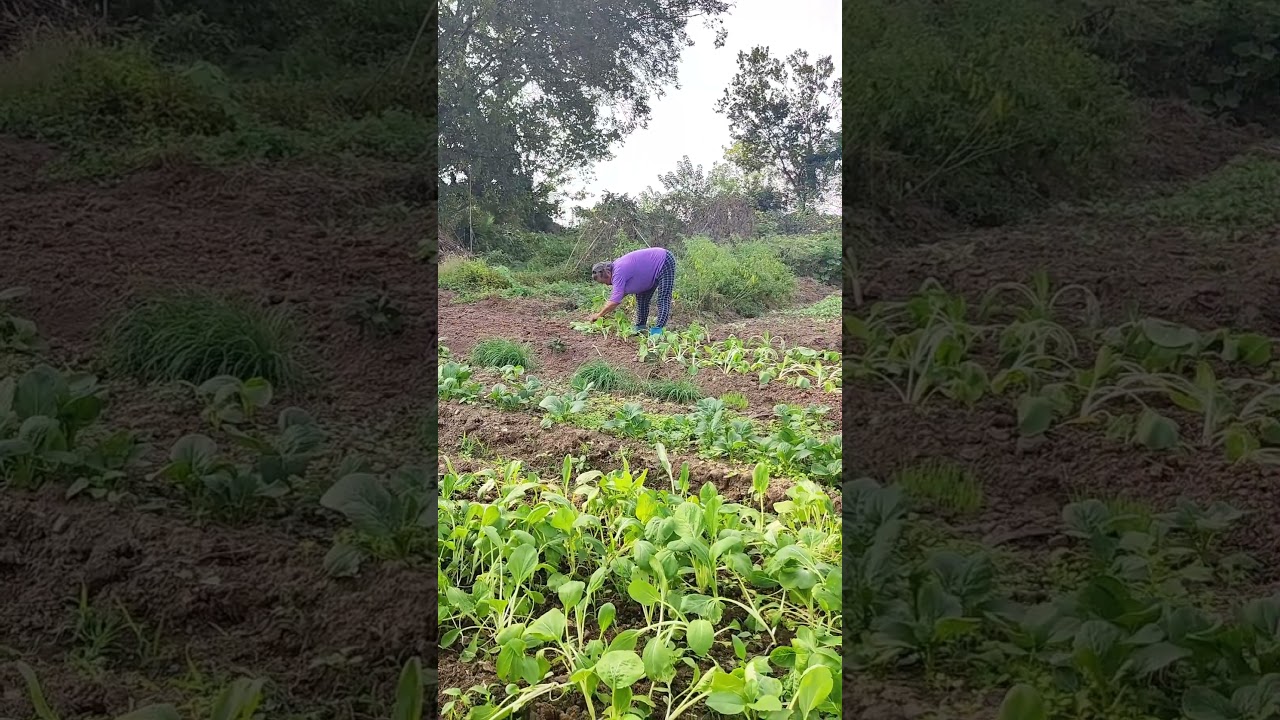 Grandma's busy at field 