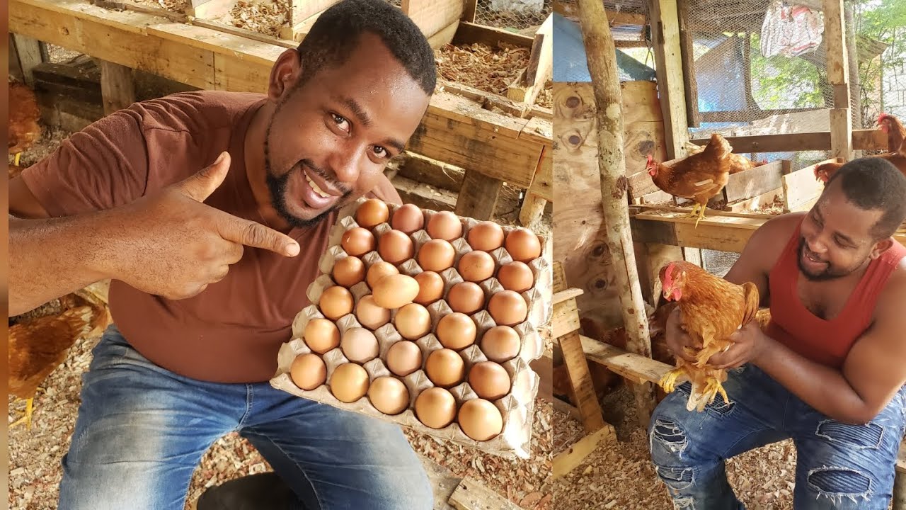 Запуск бизнеса по выращиванию кур-несушек на Ямайке 🇯🇲 🥚🐥 #EggFarmer #chicken